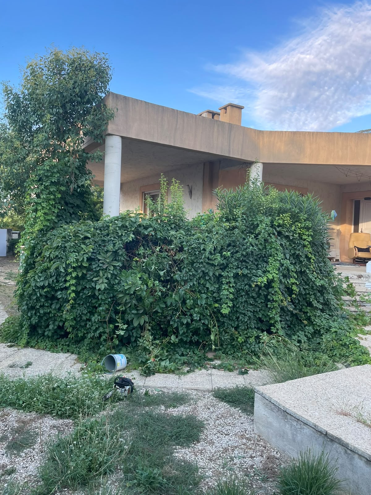 Dessouchage d’arbre à Saint-Priest (69) — avant l’intervention