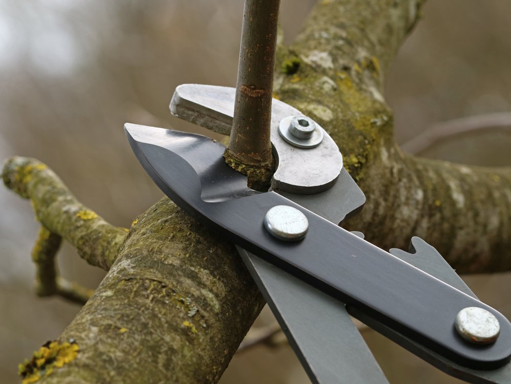 Water,Shoot,Cutting,Of,A,Fruit,Tree,With,A,Pruning
