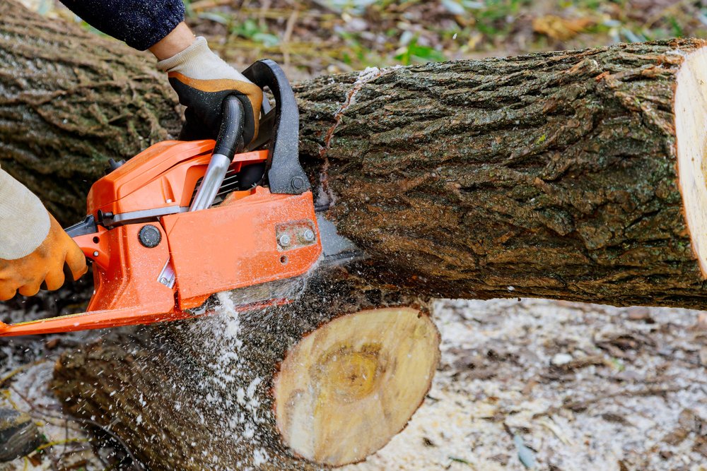 Tree,Felling,With,A,Large,Chainsaw,Cutting,Into,Tree,Trunk