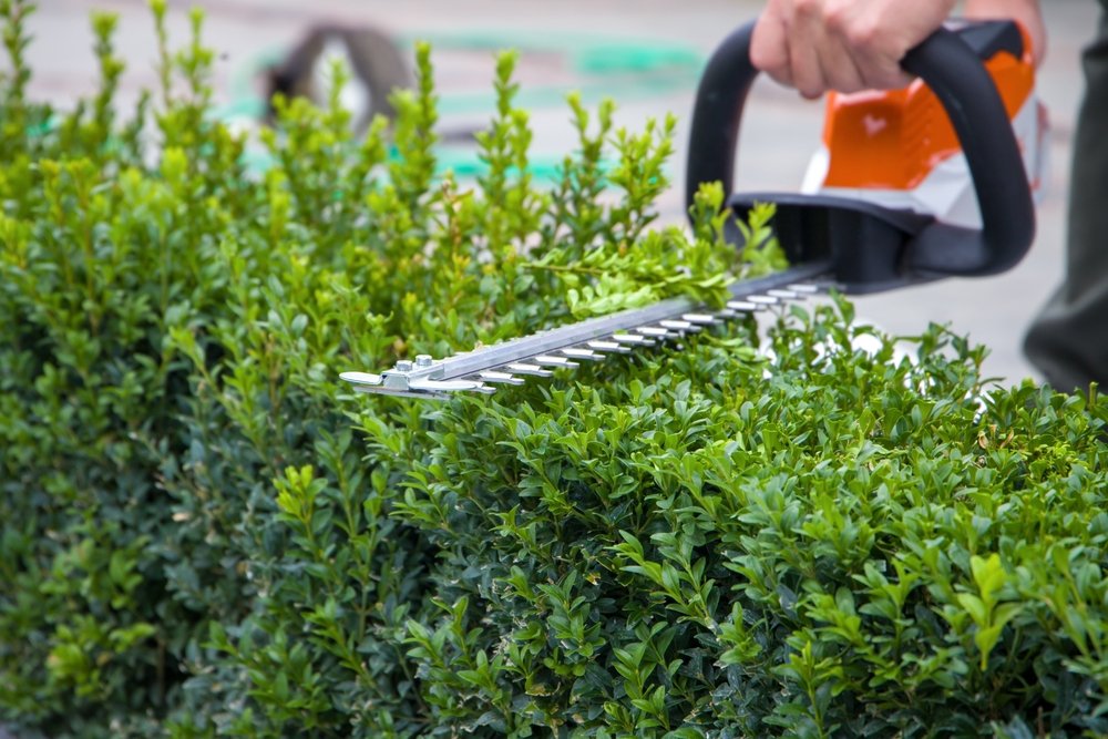 Gardener,With,Green,Plants,,Garden,Tools,,Gardening,And,Pruning,,