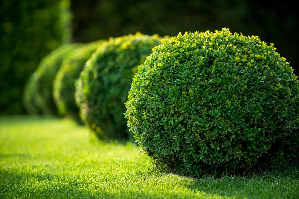 Park,With,Shrubs,And,Green,Lawns,,Landscape,Design